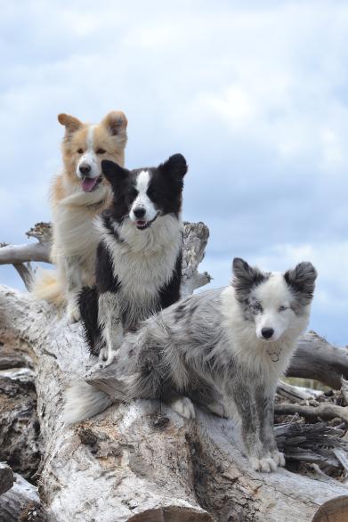Lucas Jess and Lily in the wind